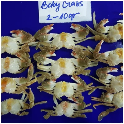 baby_crab_-_culi_2