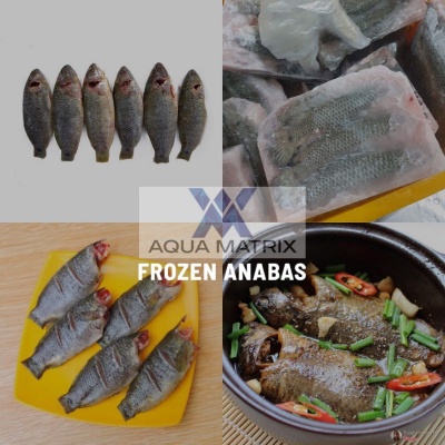 frozen_anabas