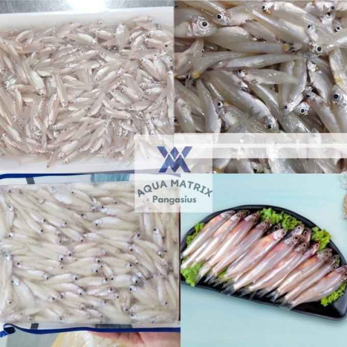 frozen_anchovy