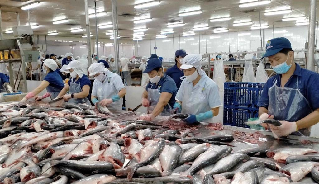 Vietnam's pangasius exports may only reach 1.8 billion USD in 2023
