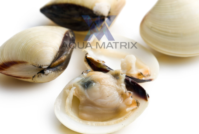 Untitled design (19)