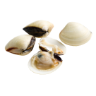 White Clam